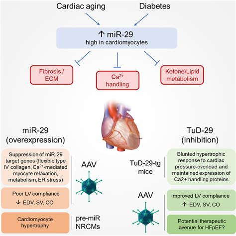 myocardial compliance